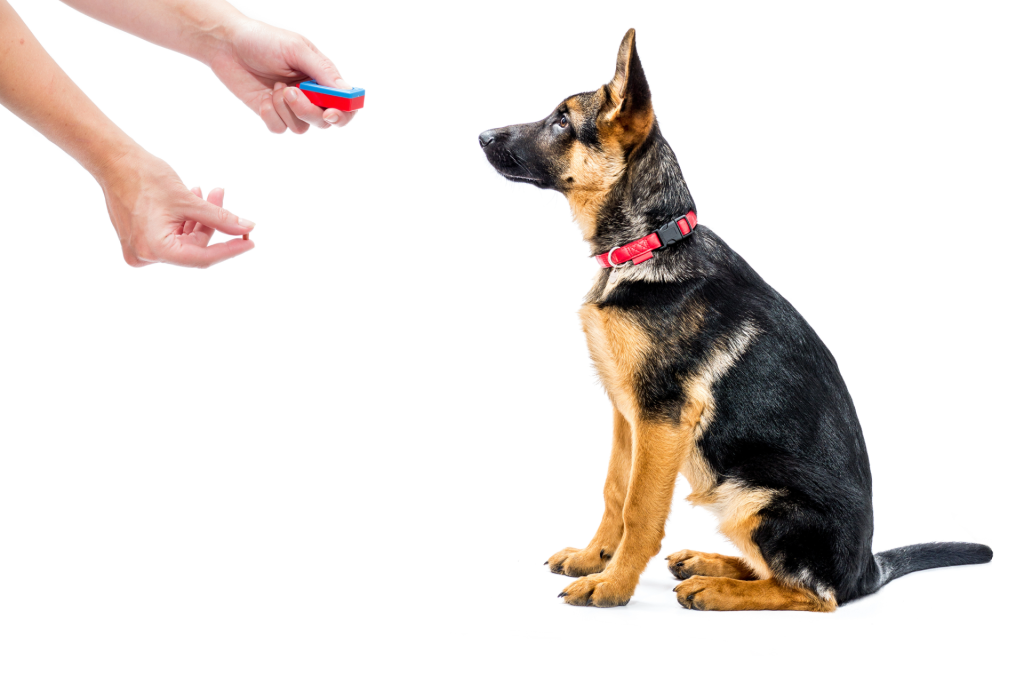 dogs20
