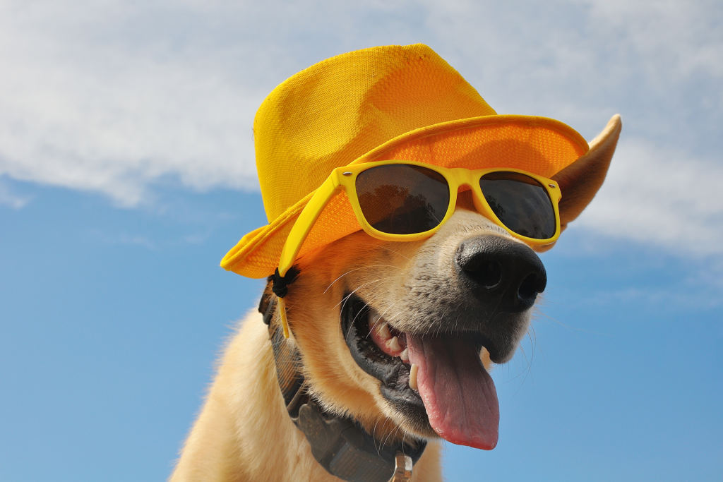 dogs23